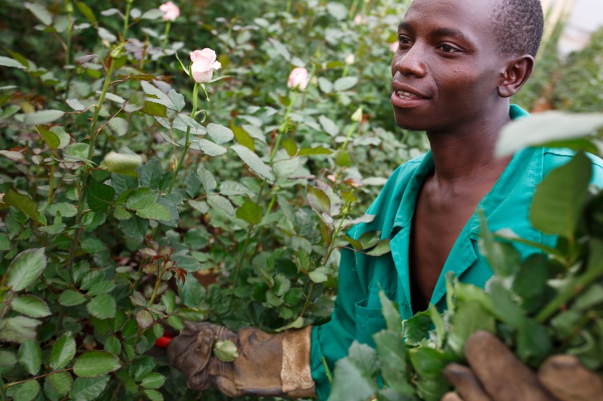 Joshua Kilei, Blumenarbeiter in Kenia (Copyrights: Nathalie Bertrams)