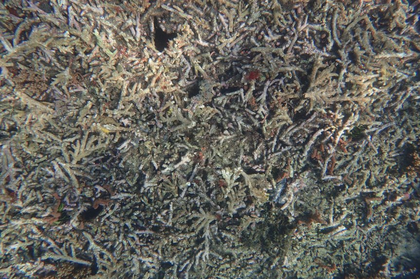 Biorock Project Pemuteran